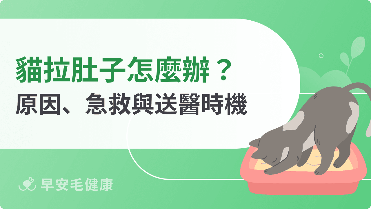 貓一直拉肚子?會自己好嗎?9大貓軟便原因+急救SOP