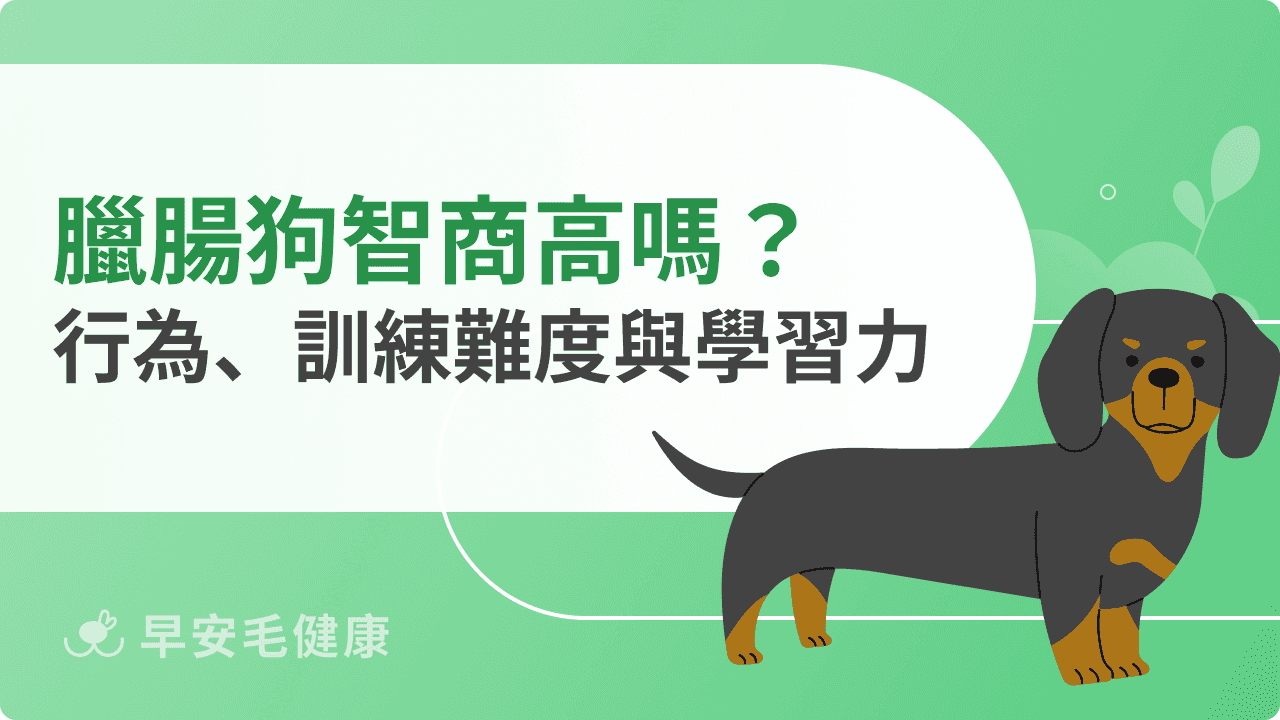 臘腸狗智商高嗎？品種排名、訓練難易度與學習力分析