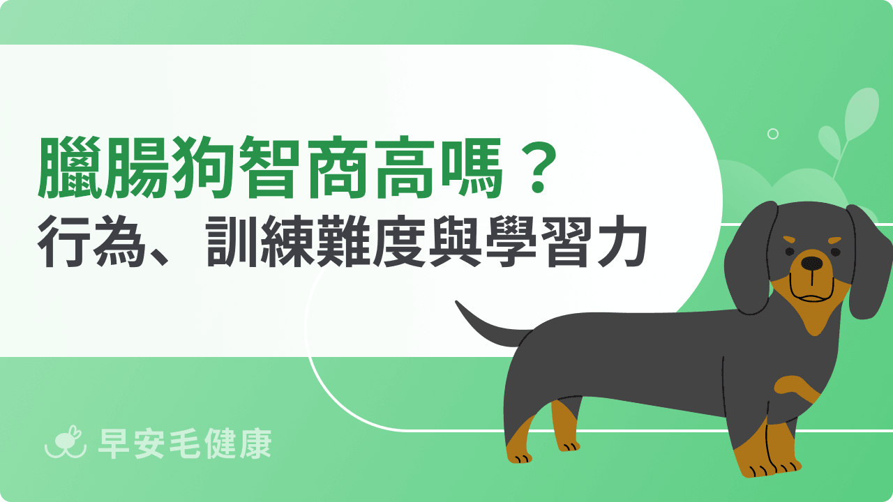 臘腸狗智商高嗎？品種排名、訓練難易度與學習力分析