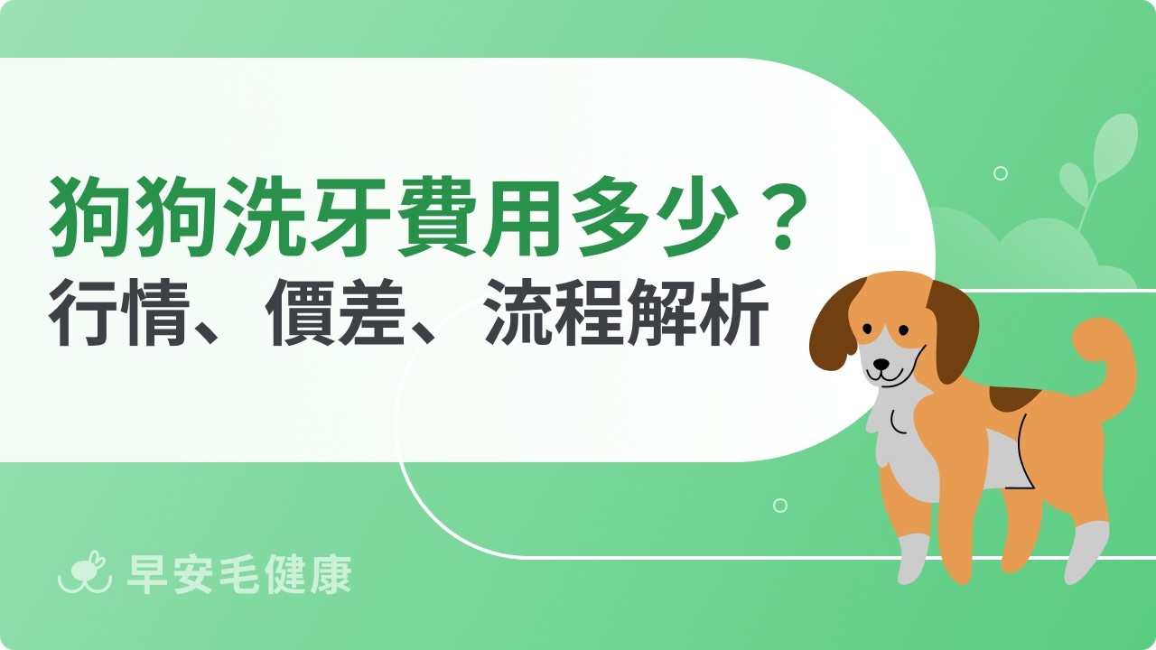 狗狗洗牙費用多少才合理？獸醫行情、價格差異、執行流程這樣評估