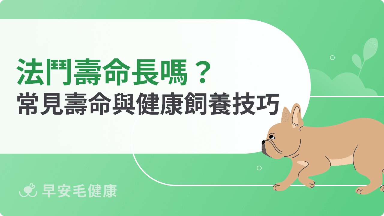 法鬥壽命長嗎？短鼻狗族群常見的壽命挑戰與延長關鍵技巧