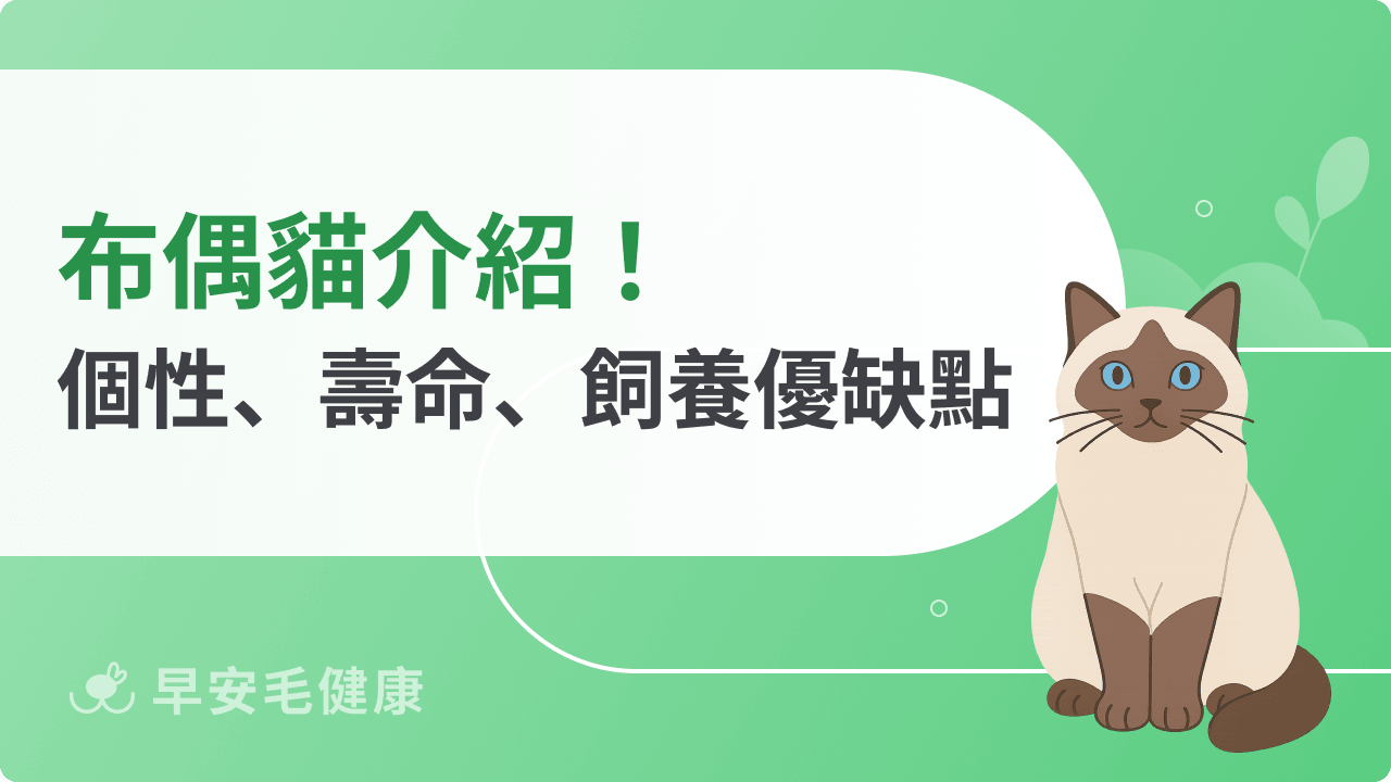 布偶貓好養嗎？盤點布偶貓優缺點與 2026 價格行情