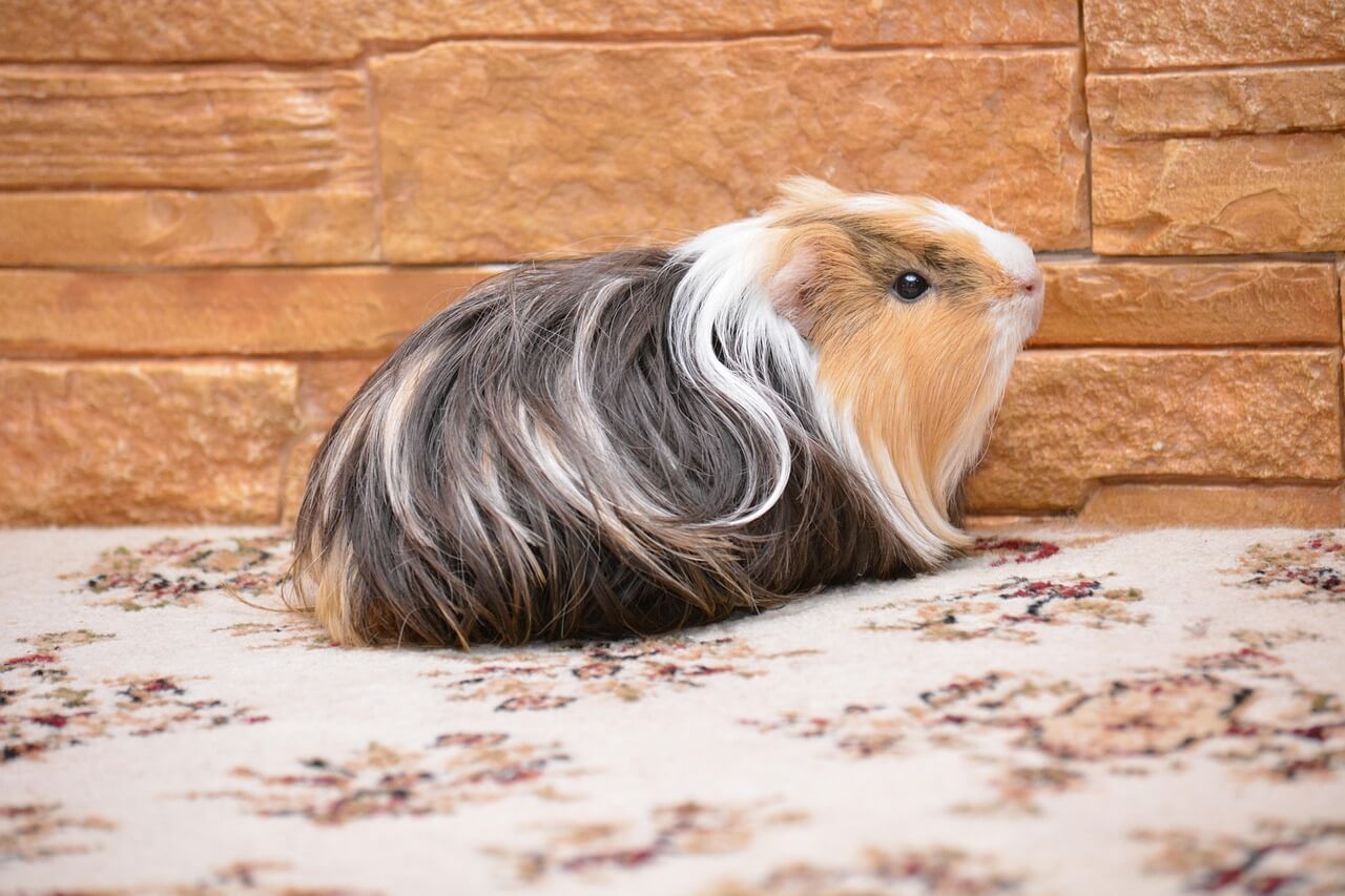 53. guinea-pig-guide-5