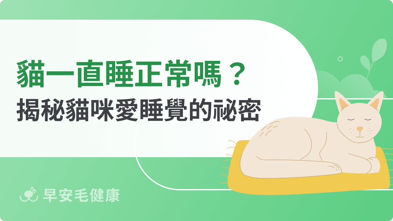 貓一直睡正常嗎？揭秘貓咪愛睡覺的祕密！