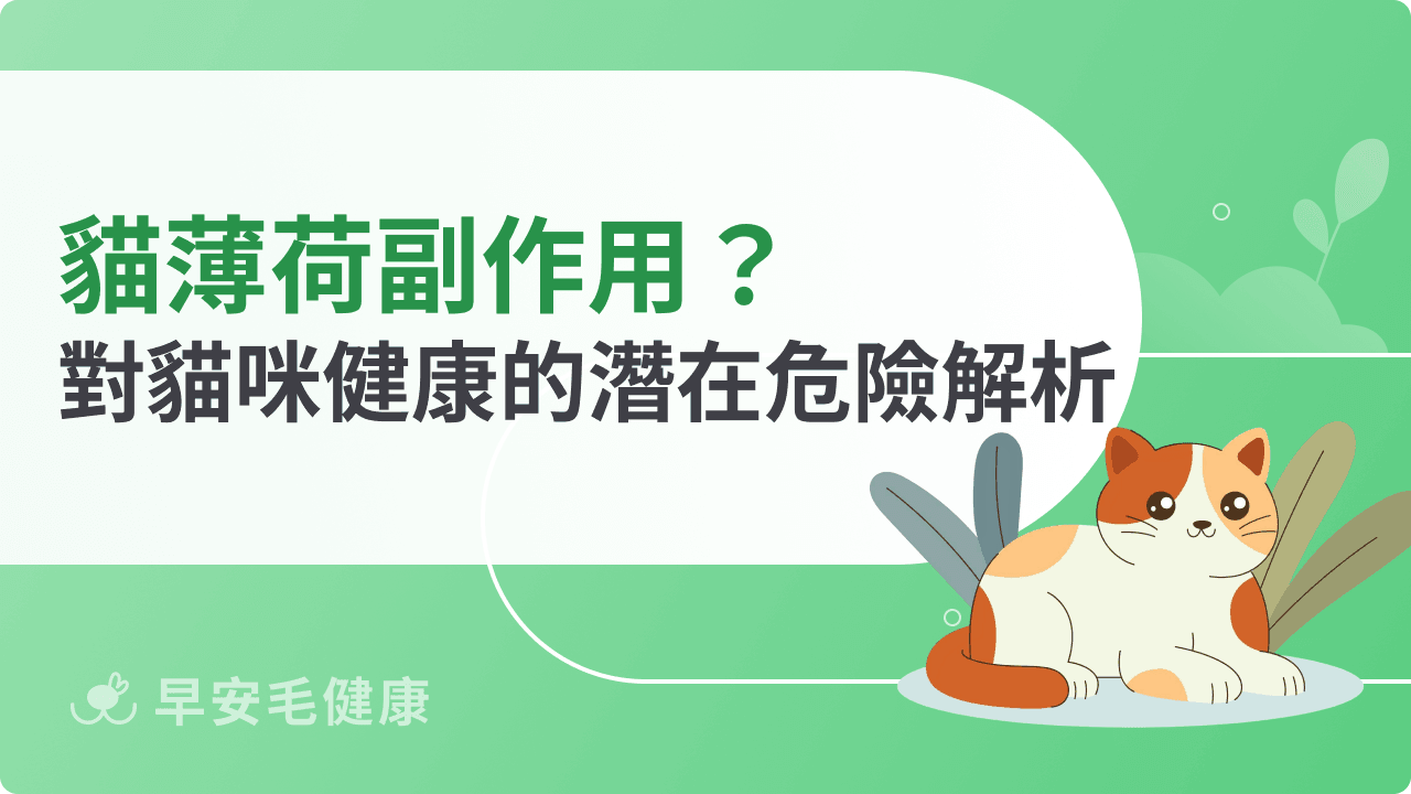 貓薄荷副作用有哪些？過量使用對貓咪健康的潛在危險解析