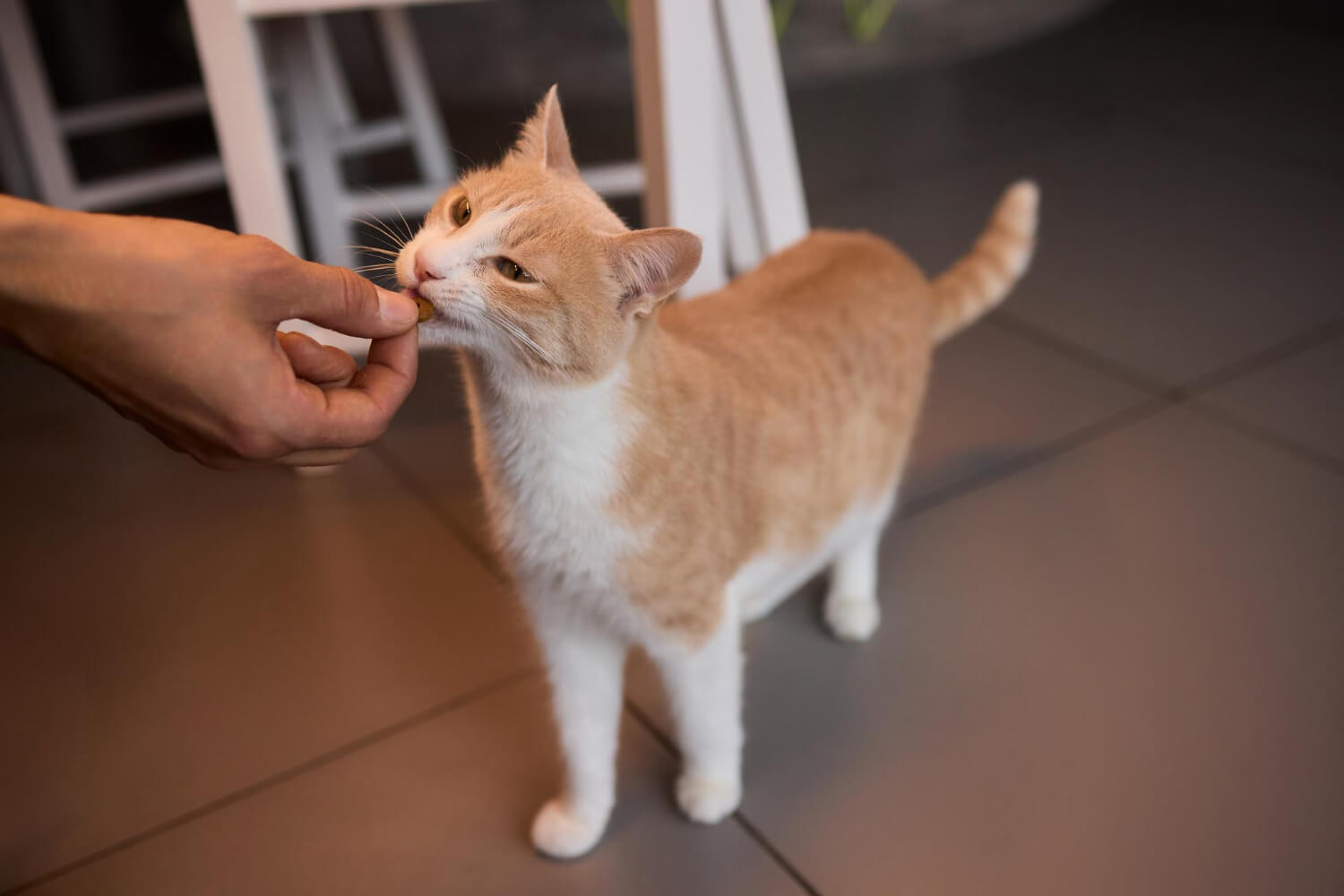 13.knowledge-before-owning-a-cat-3