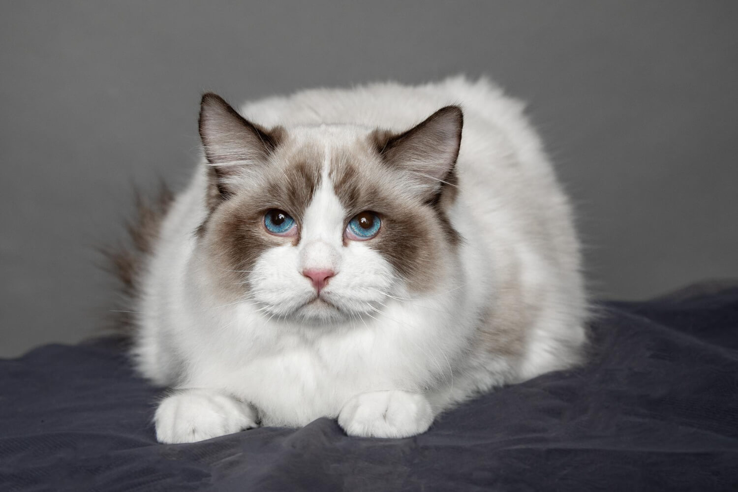 205. AI - ragdoll-cat-taking-a-bath-1