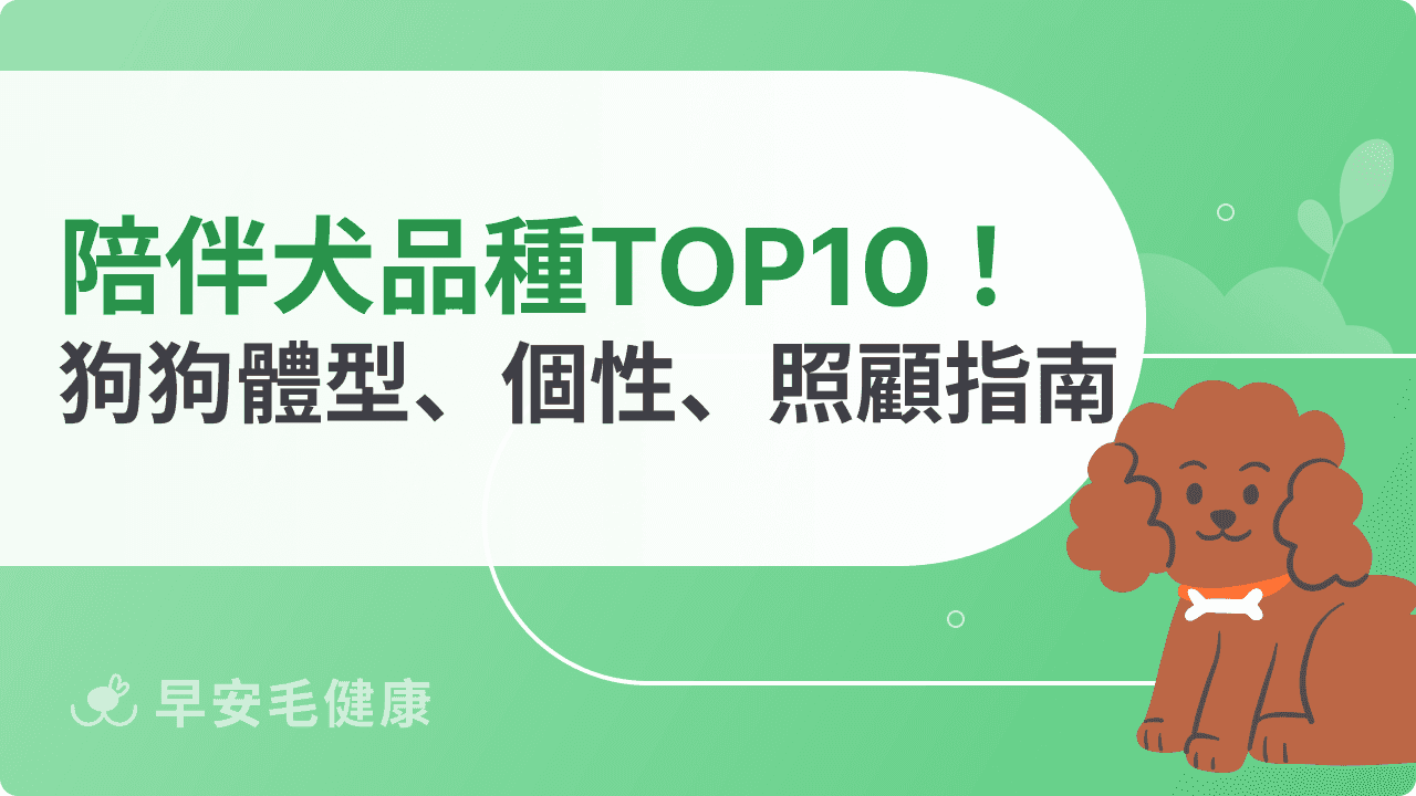 陪伴犬品種TOP10！好照顧又溫馴，新手不踩雷精選