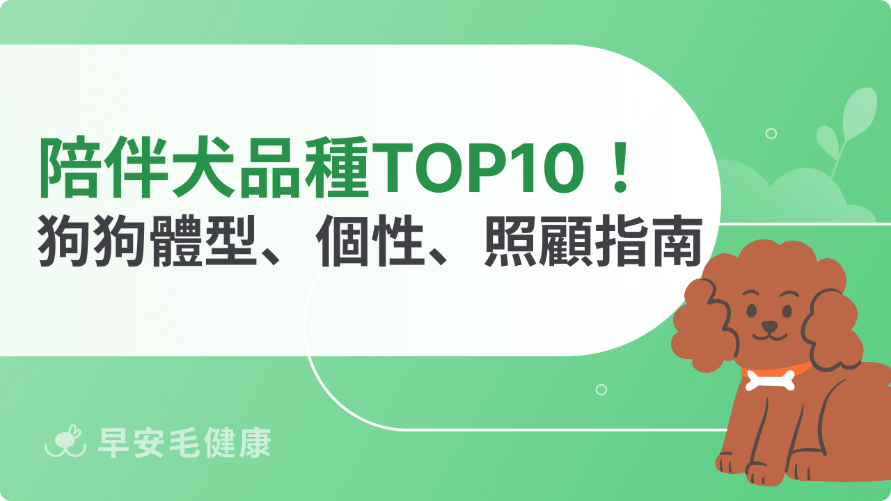 陪伴犬品種TOP10!好照顧又溫馴,新手不踩雷精選
