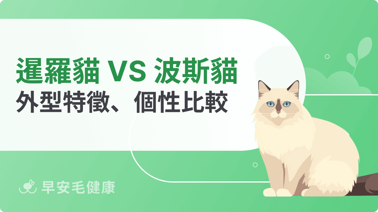 暹羅貓波斯貓大不同！外型特徵、個性比較與飼養指南