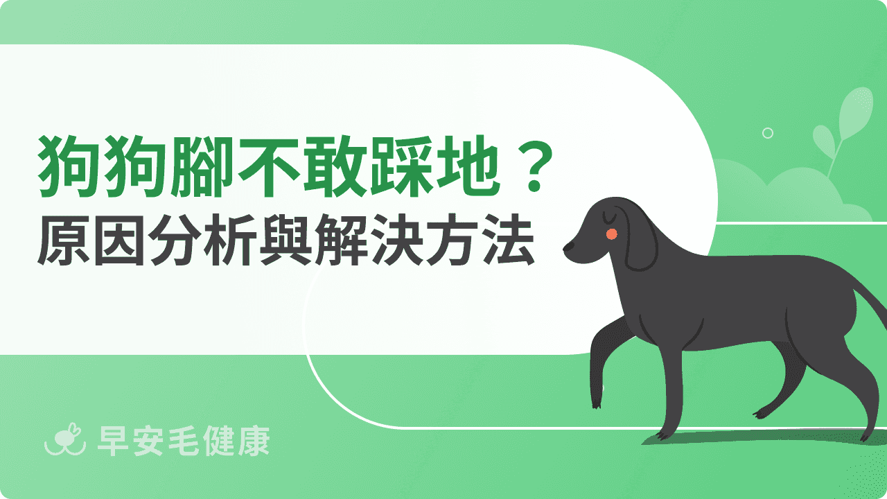 狗狗腳不敢踩地是怎麼了？狗狗跛腳原因與治療方法分享