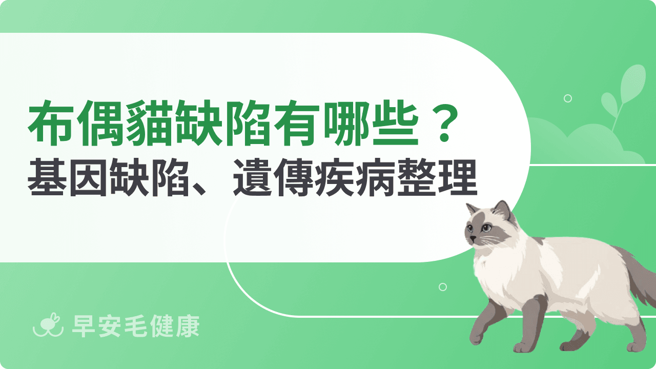 布偶貓缺陷有哪些？布偶貓缺點、遺傳疾病與飼養注意事項
