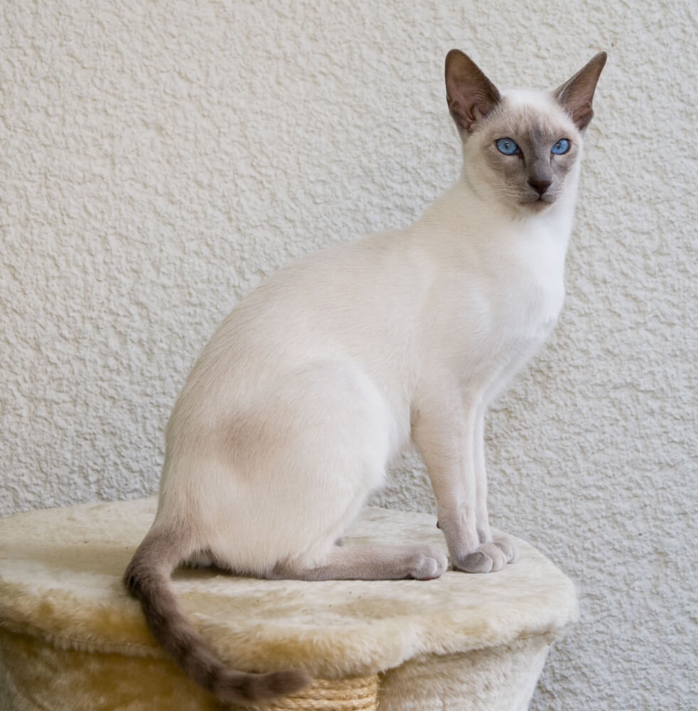 4. siamese-cat-guide-2