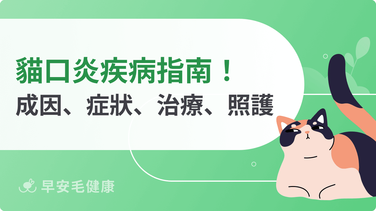 貓口炎會傳染嗎？會自己好嗎？貓口炎症狀、治療、飲食方法