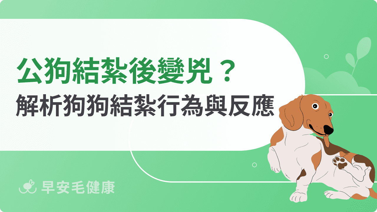 公狗結紮後變兇  ？解析狗狗結紮行為與反應