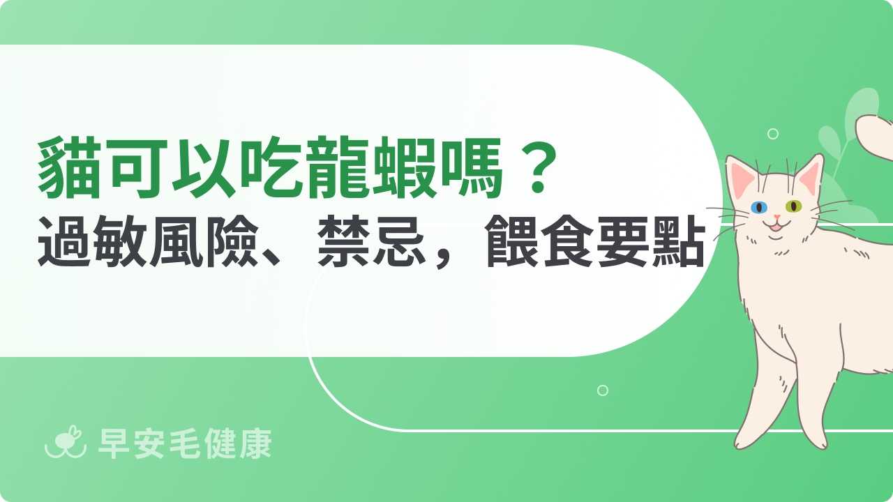 貓可以吃龍蝦嗎？過敏風險、禁忌與安全餵食方式