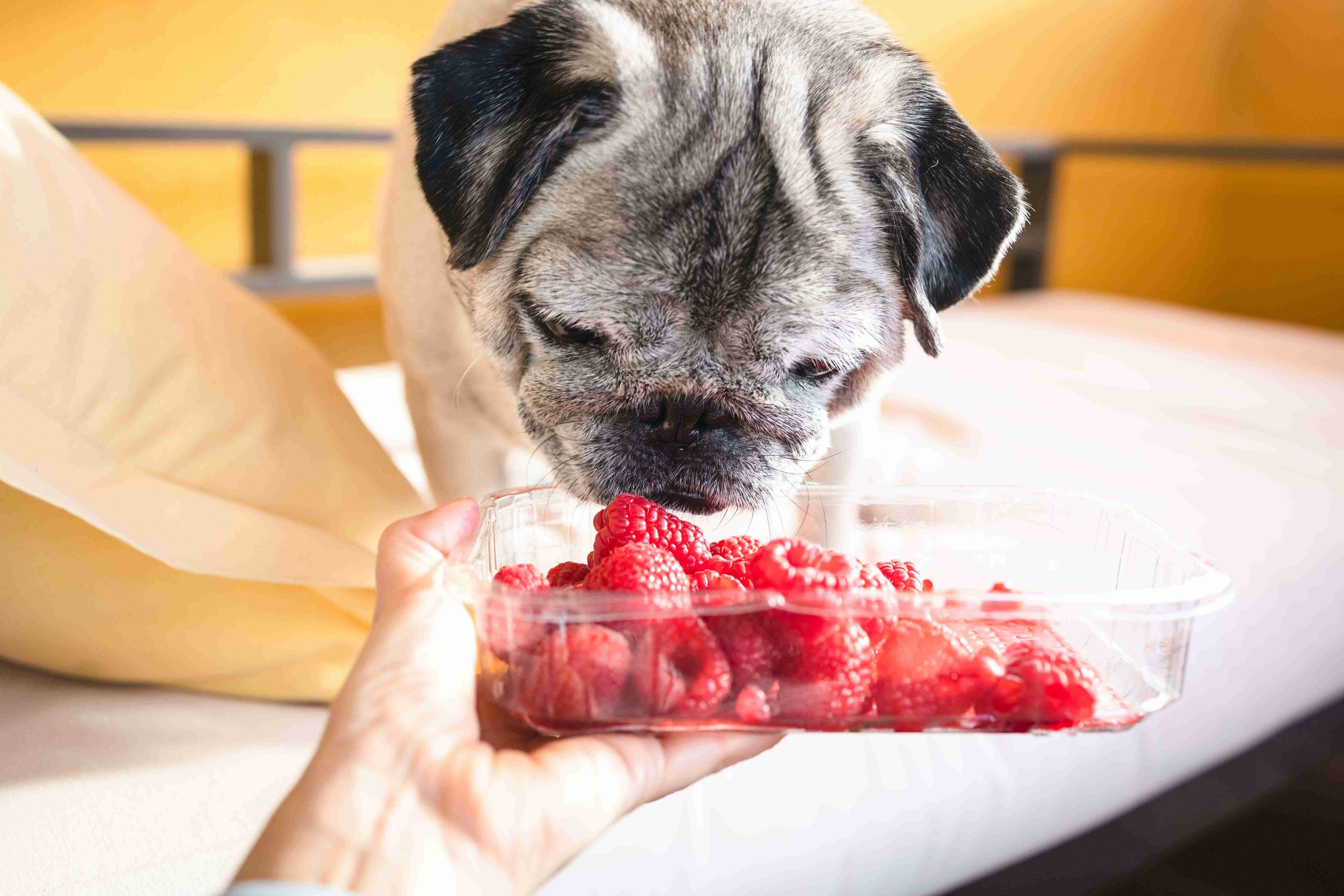 18. fruits-dogs-cant-eat-2