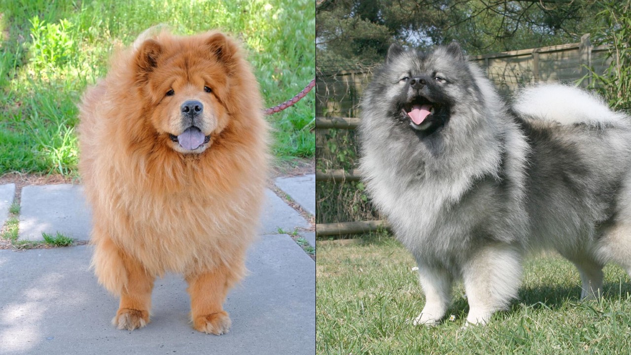 鬆獅犬 v.s. 荷蘭毛獅犬