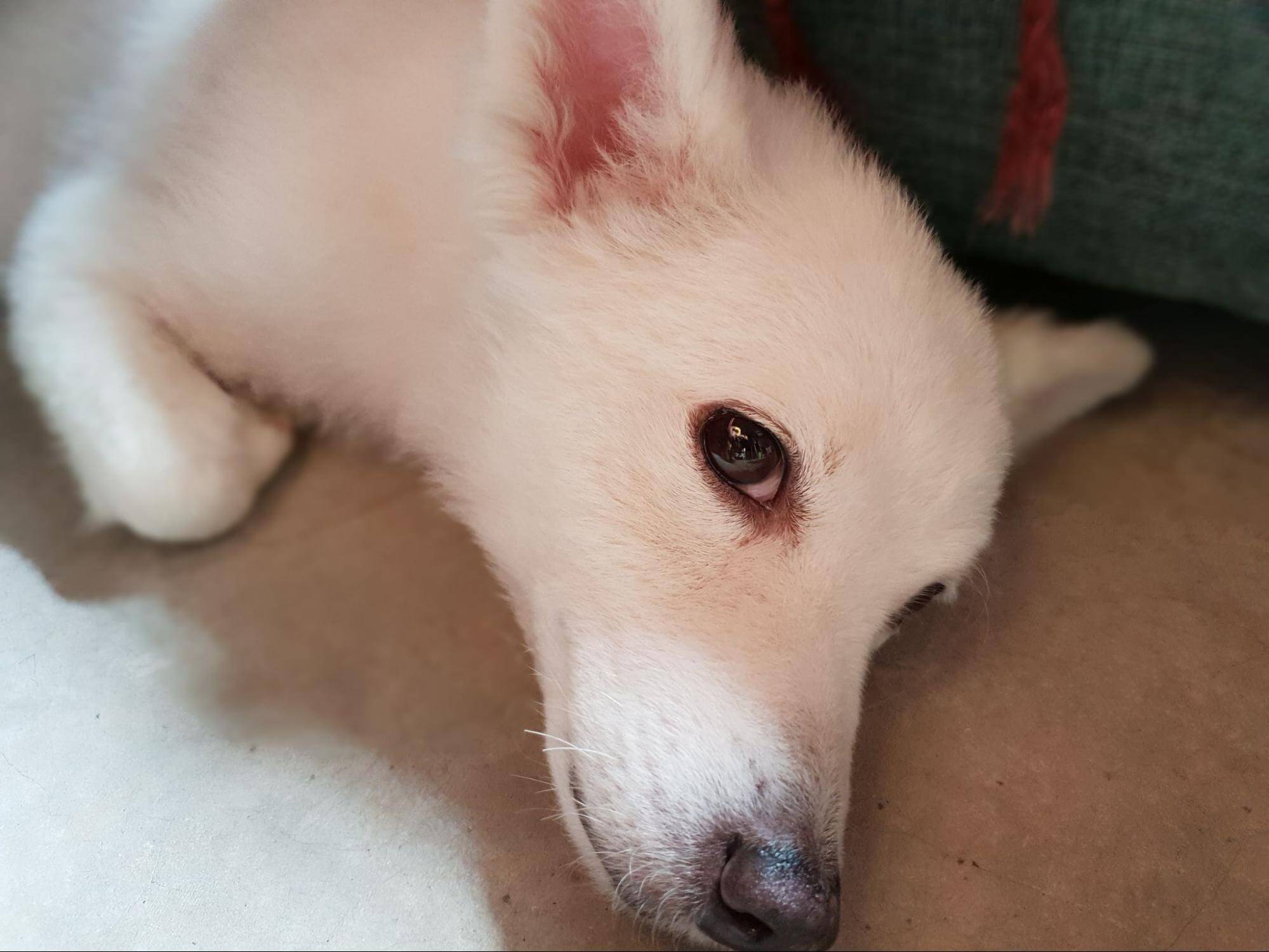 36. AI-dog-tears-stains-cover-1