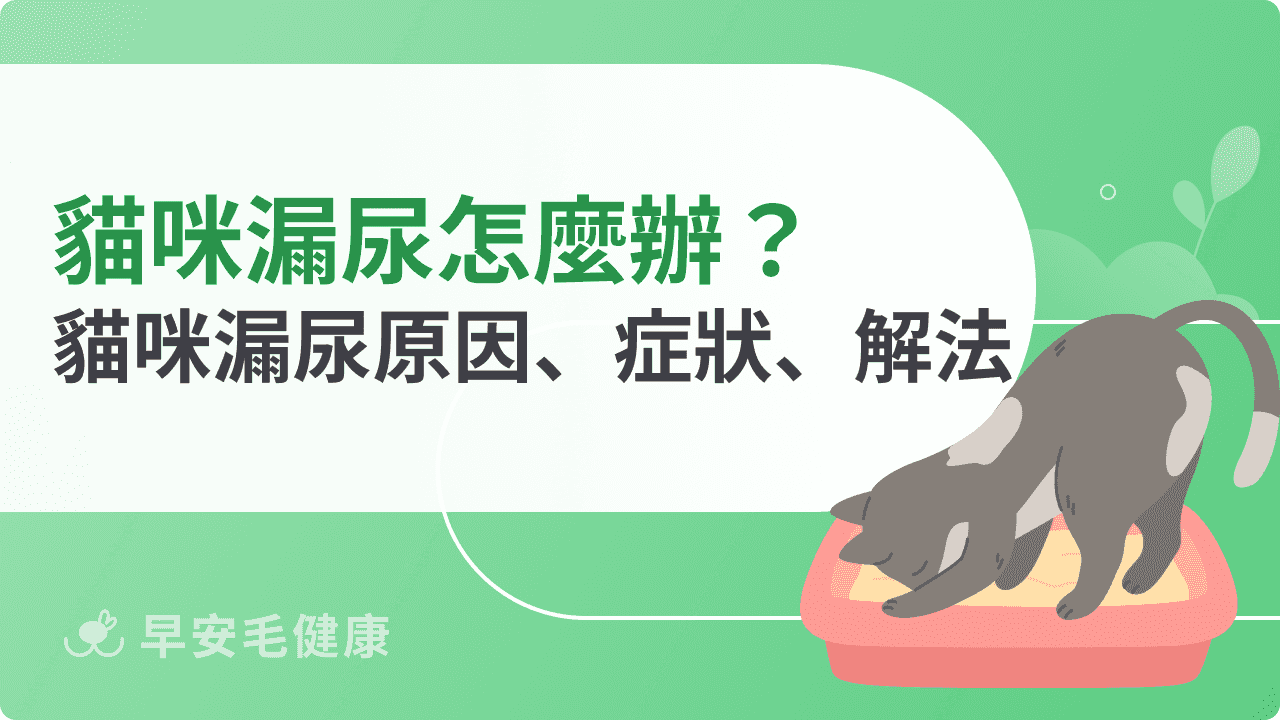 貓咪漏尿怎麼辦？解密貓咪漏尿原因、症狀、解決方法