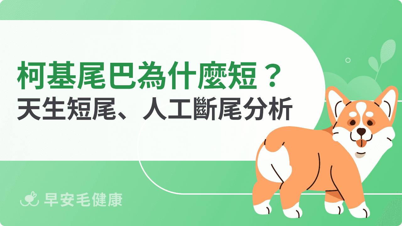 柯基尾巴為什麼短短的？柯基是天生短尾還是人工斷尾？