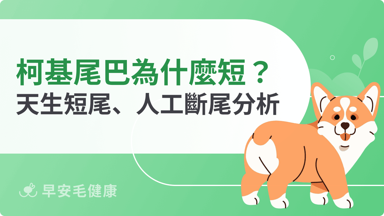柯基尾巴為什麼短短的？柯基是天生短尾還是人工斷尾？