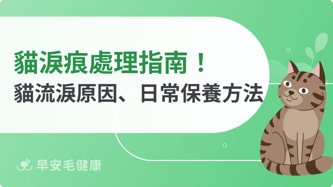 貓淚痕處理指南：帶你認識貓咪流淚原因、日常保養方法