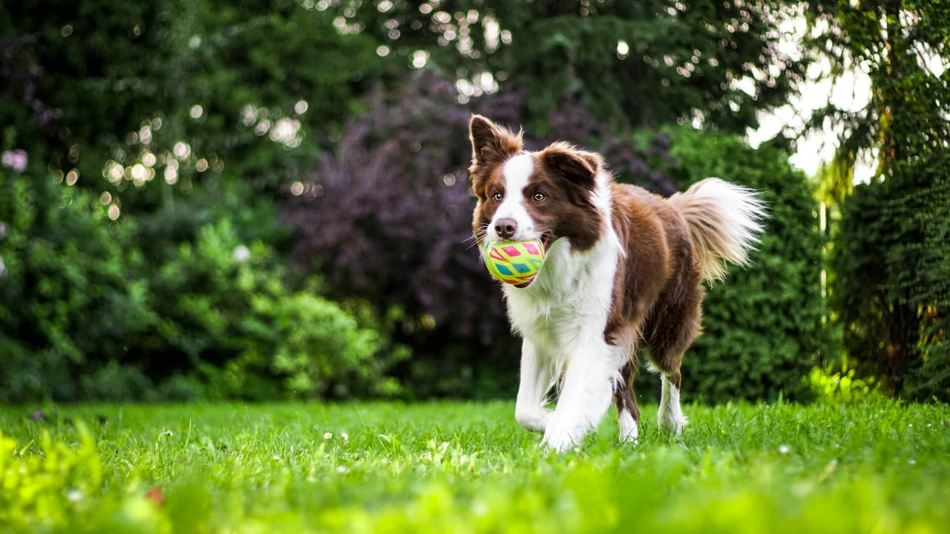 6.border-collie-guide-4