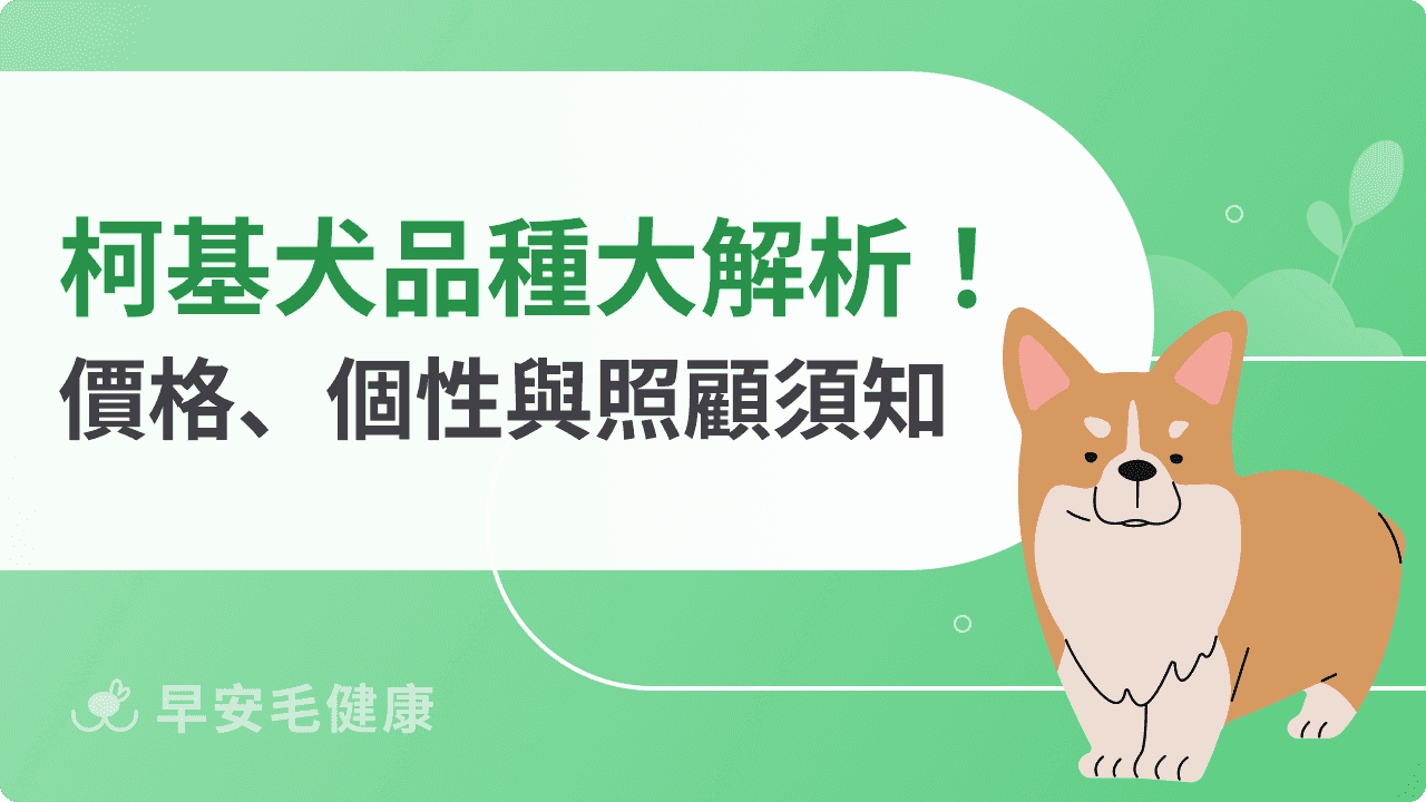 柯基犬飼養守則：個性、價格與照護重點，科基飼主必看全攻略！