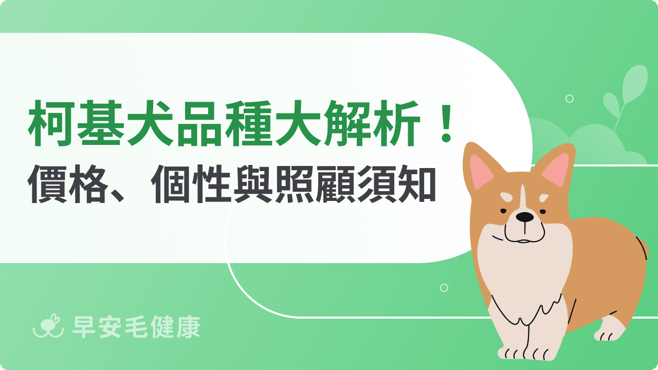 柯基犬飼養守則:個性、價格與照護重點,科基飼主必看全攻略!