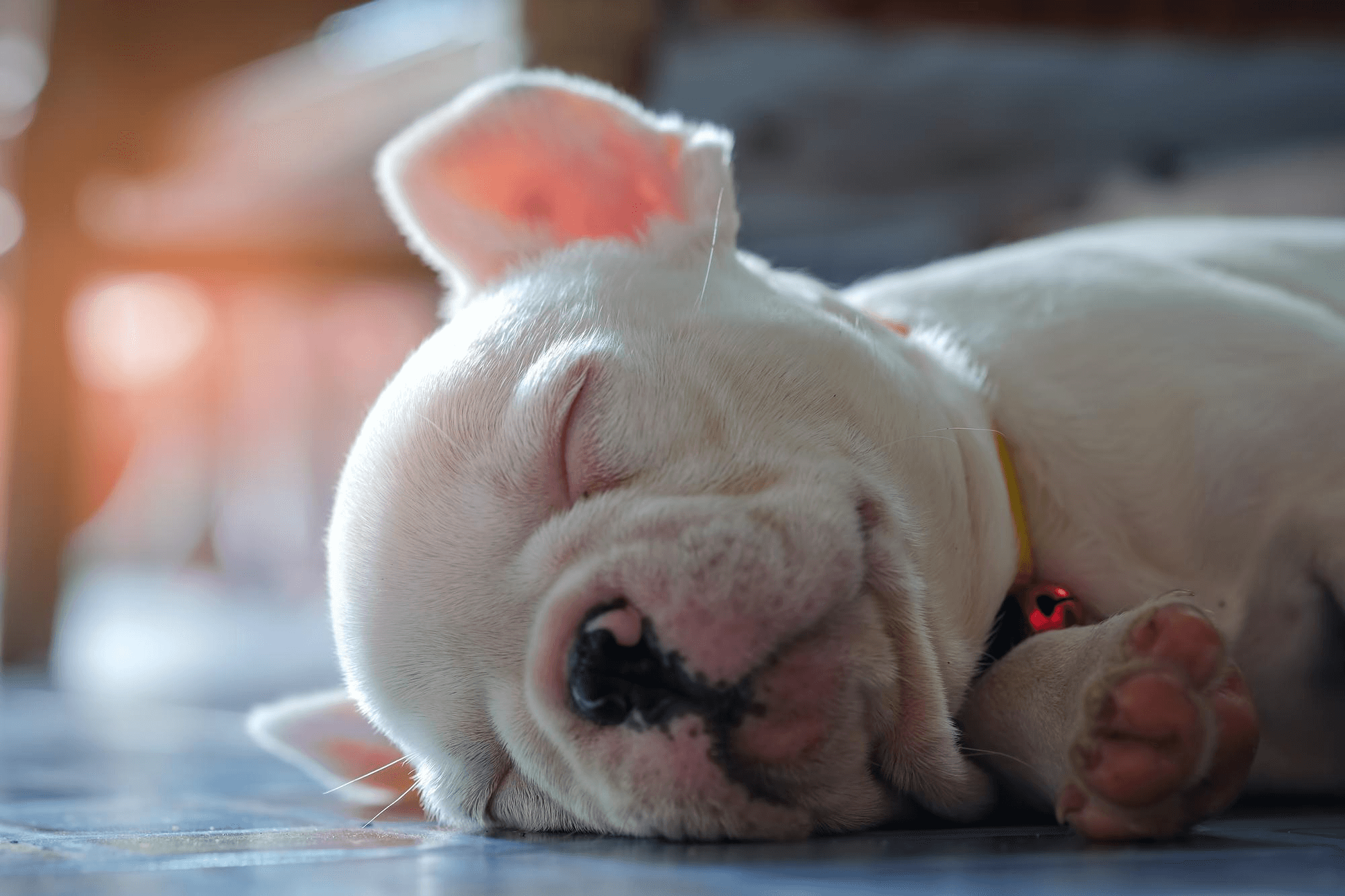 390. AI - french-bulldog-lifespan-1