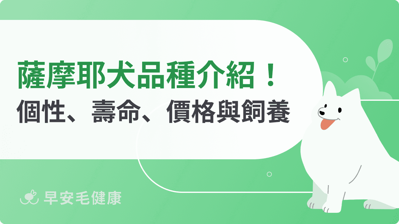 薩摩耶很會拆家？薩摩耶價格、換毛量與破壞力介紹