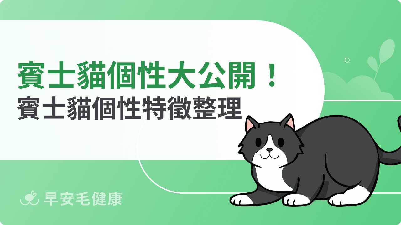 賓士貓個性全解析：聰明、黏人還是傲嬌小霸王？