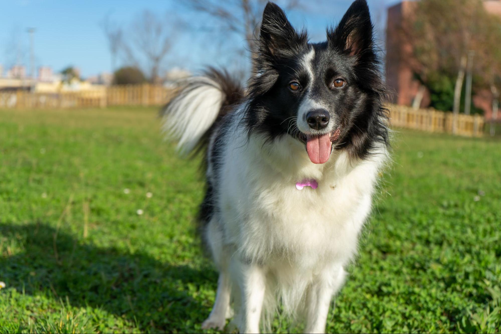 241. AI - border-collie-training-1