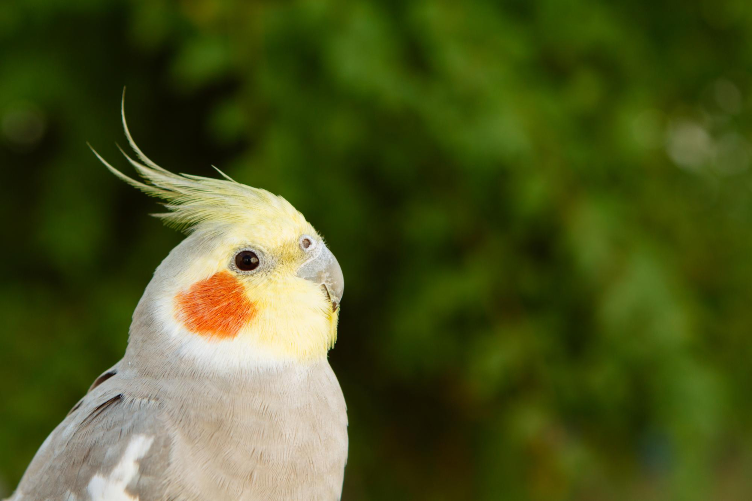 84.cockatiel-care-guide-1