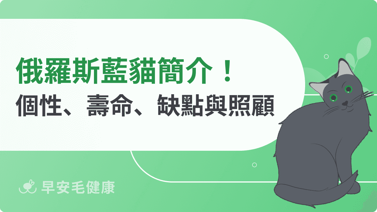 俄羅斯藍貓飼養指南:特徵、個性、價格與照護全攻略