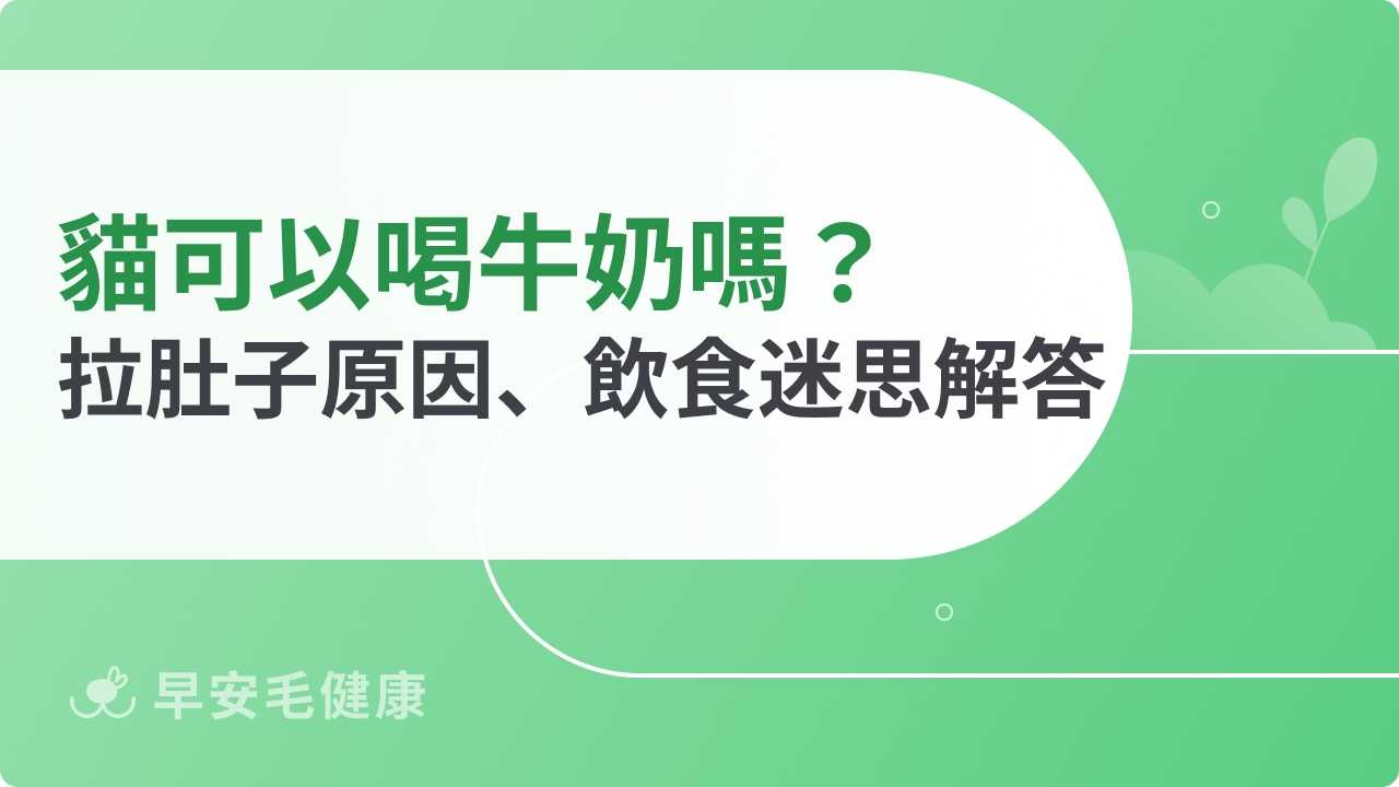 貓可以喝牛奶嗎？為什麼會拉肚子？飲食真相＆常見迷思解答