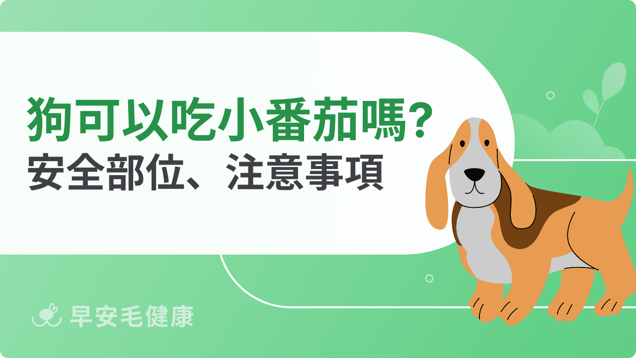 狗狗可以吃小番茄嗎？安全部位、餵食注意事項請筆記！