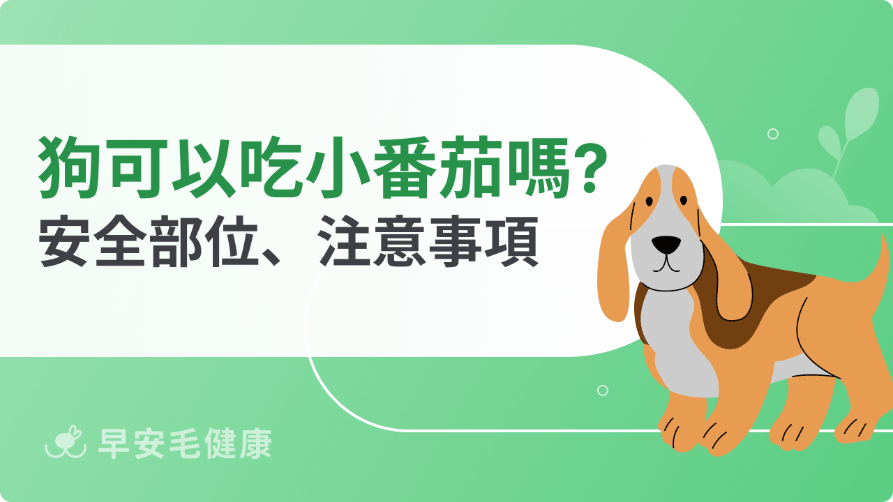 狗狗可以吃小番茄嗎？安全部位、餵食注意事項請筆記！