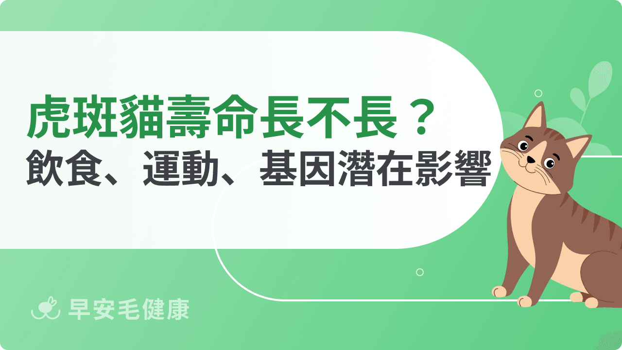 虎斑貓壽命長不長？飲食、運動、基因都是潛在影響因子！