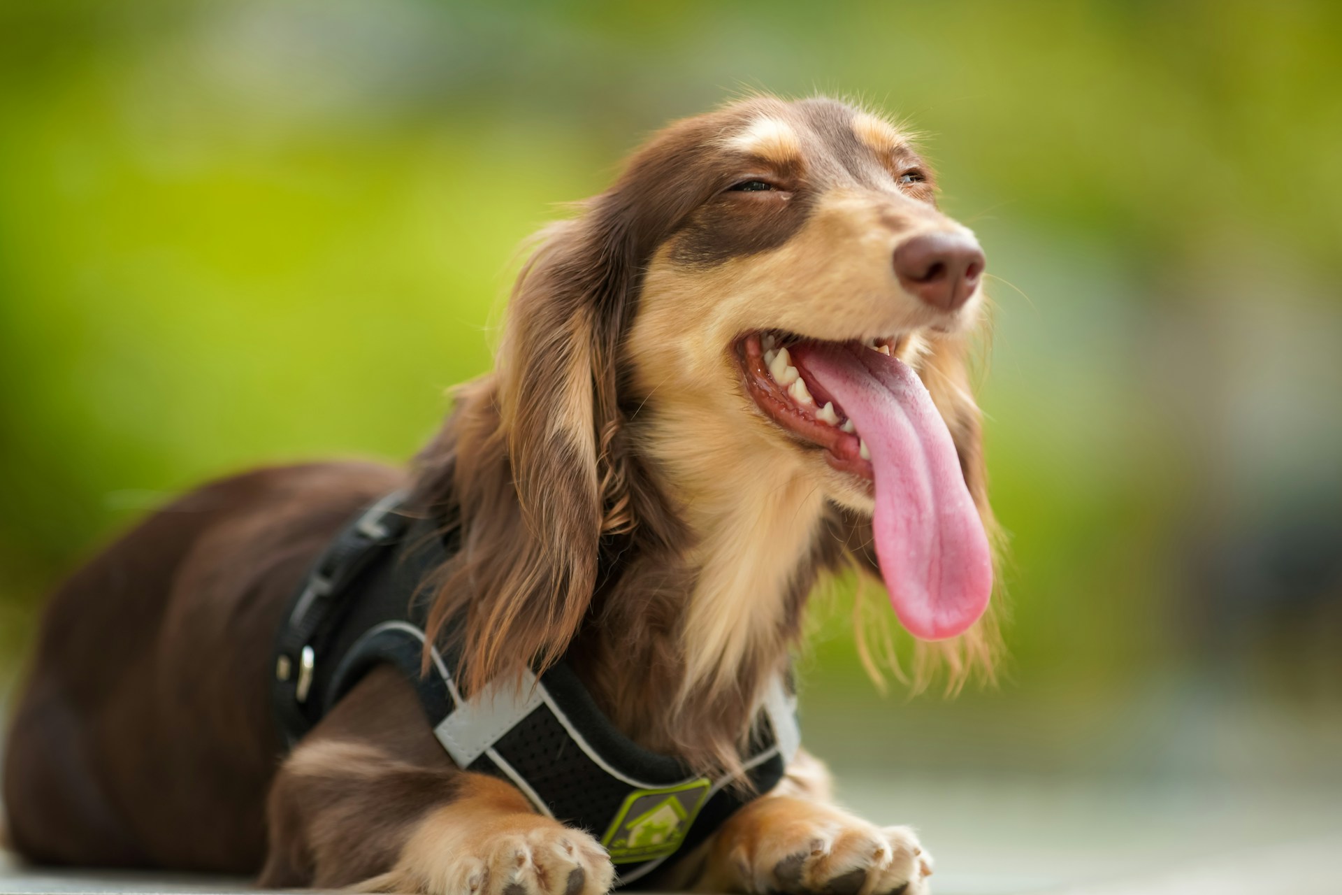 13.dachshund-dog-guide-6