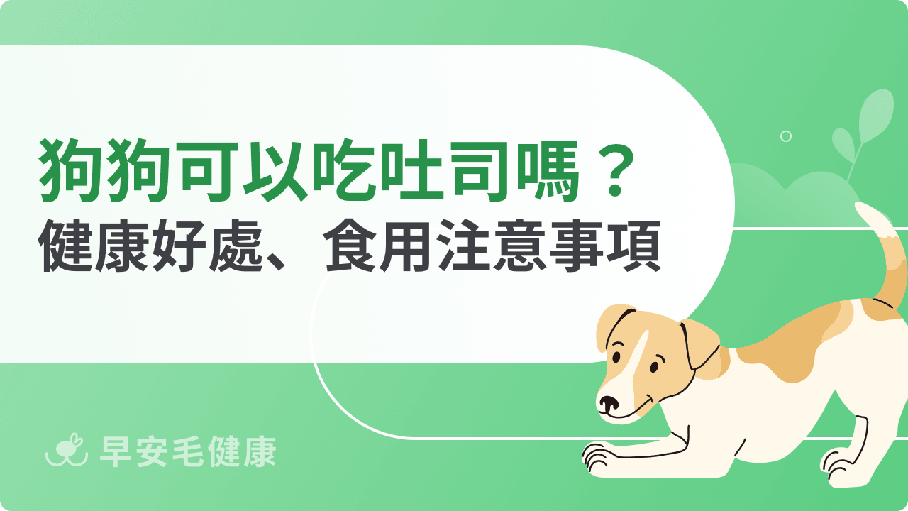 狗狗可以吃吐司嗎？可以當作正餐替代品嗎？餵食注意事項分享