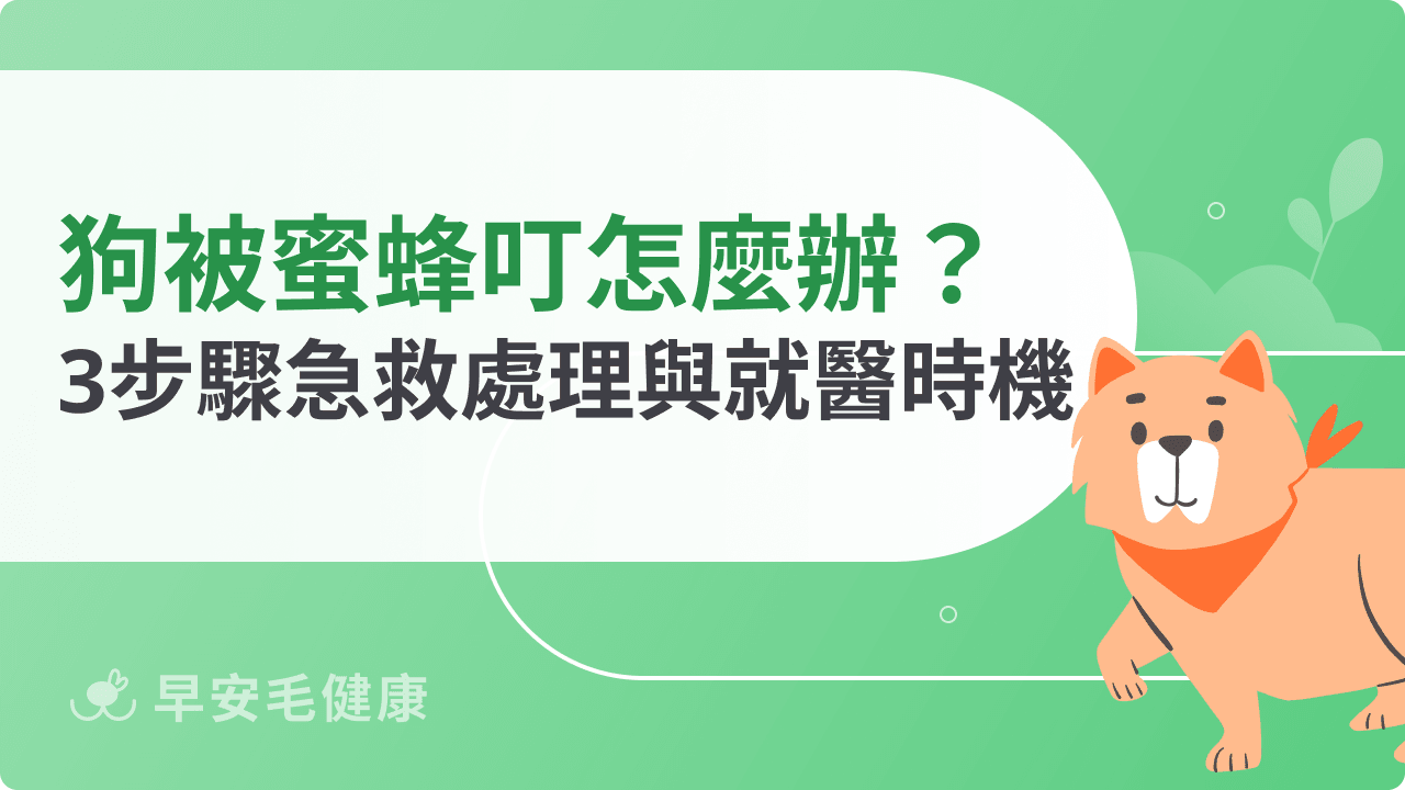 狗被蜜蜂叮怎麼辦？3步驟急救處理與就醫時機