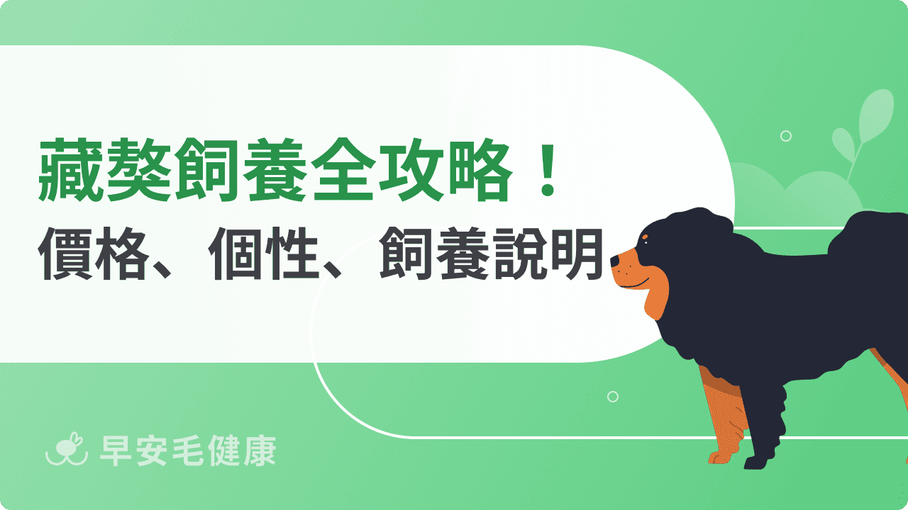 藏獒飼養全攻略：壽命、幼犬價格與犬中之王個性！
