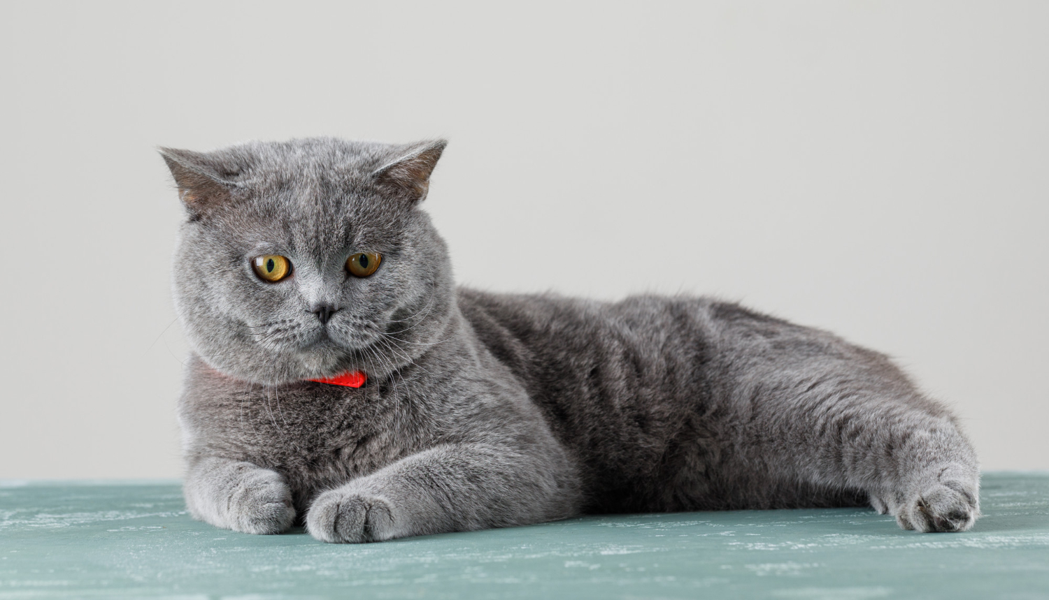 238. AI - british-shorthair-vs-munchkin-1