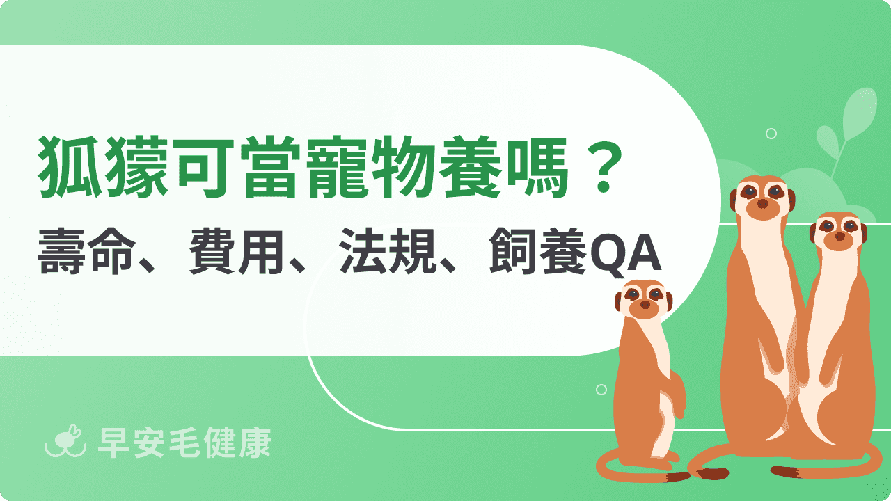 狐獴可以養嗎？壽命、特徵、費用與合法性，想養前必看！