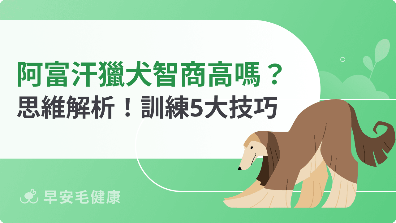 阿富汗獵犬智商排名高嗎？深入理解牠們的思考方式＋訓練關鍵
