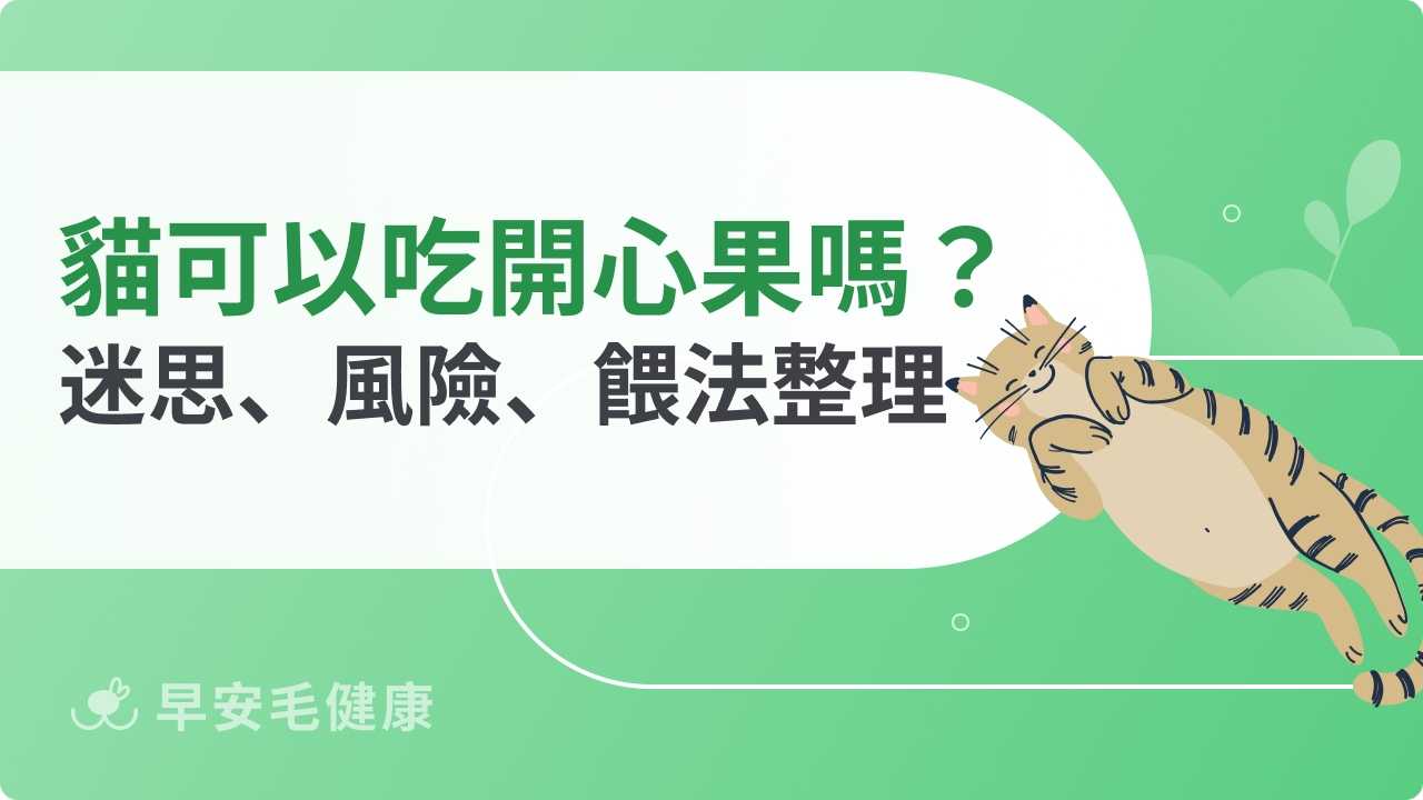貓可以吃開心果嗎？營養迷思、風險與正確餵法