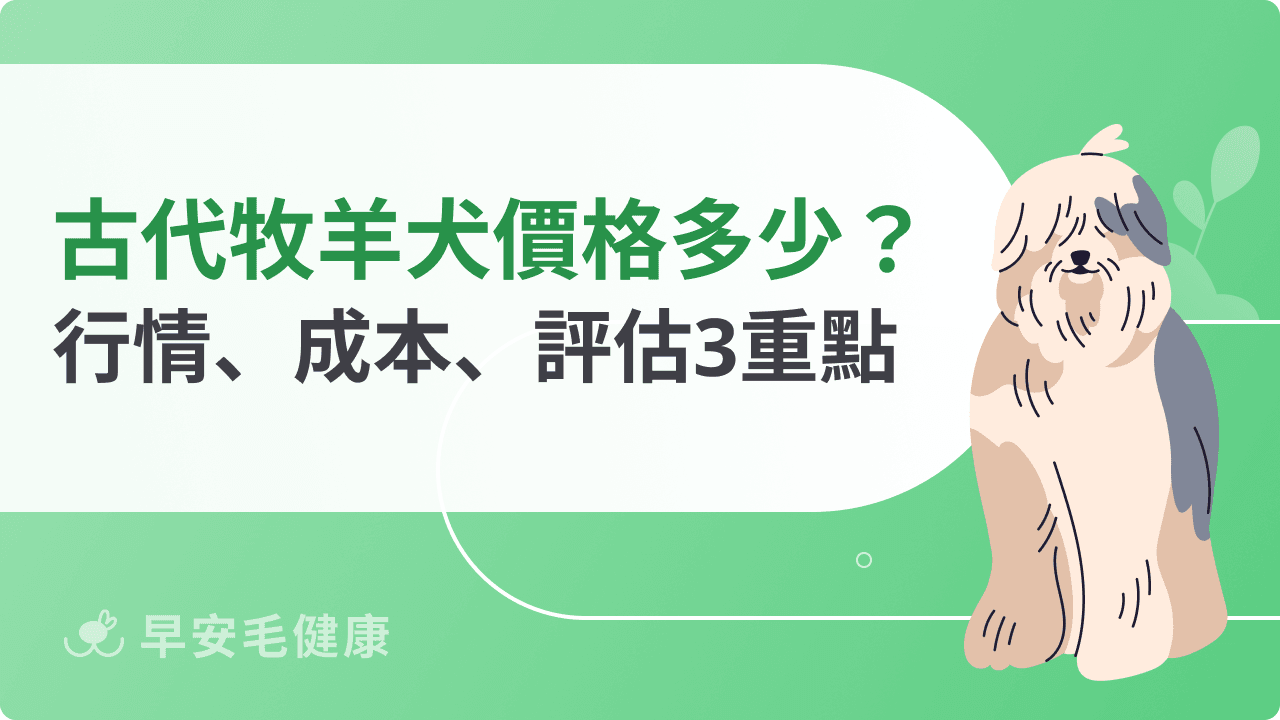 古代牧羊犬價格這個數字合理！幼犬行情、飼養成本、養前評估一覽