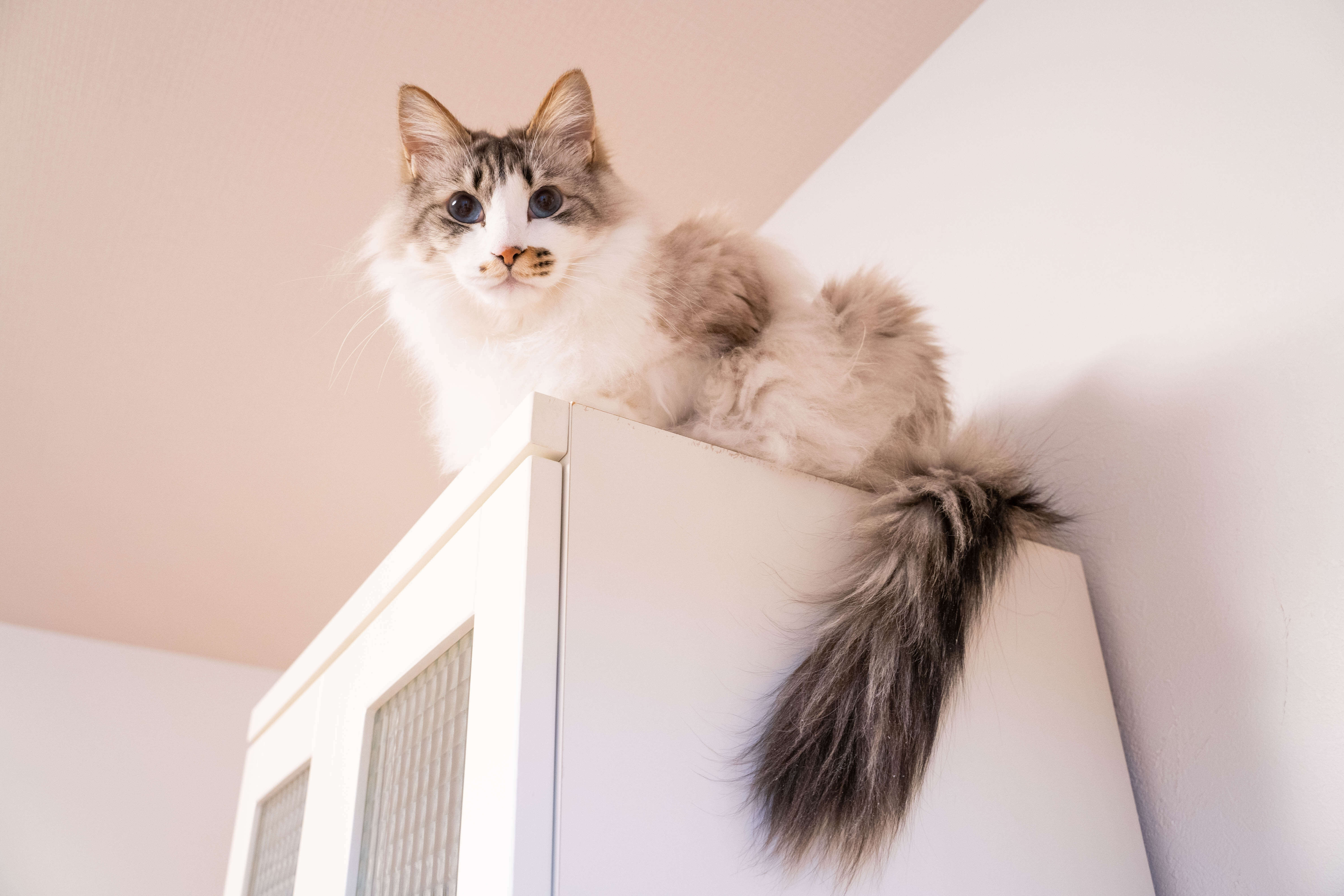 13.knowledge-before-owning-a-cat-6